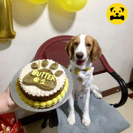 6 inch pet cake brown paw print yellow pattern, beagle dog