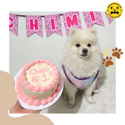 pet dog birthday celebration cake