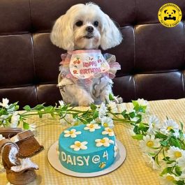 Dainty Daisies Pet Cake