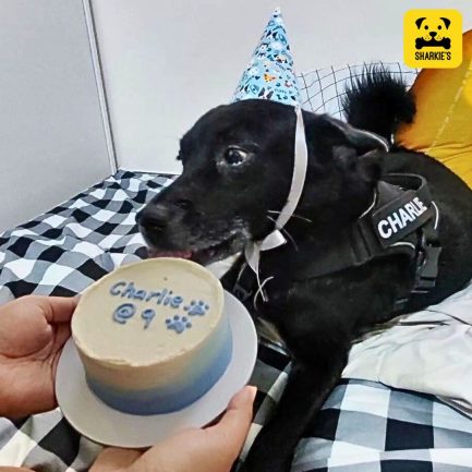 blue gradient pet birthday cake