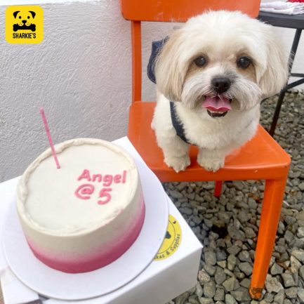 pink gradient pet birthday cake