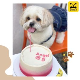 Minimalist Gradient Pet Cake