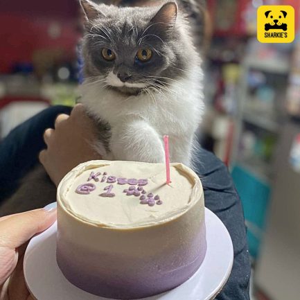 purple gradient pet birthday cake