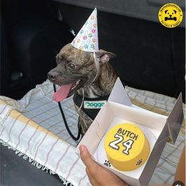 Sports Jersey Pet Cake