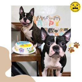 Playful Doodles Pet Cake