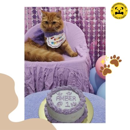 pet cat with birthday celebration cake