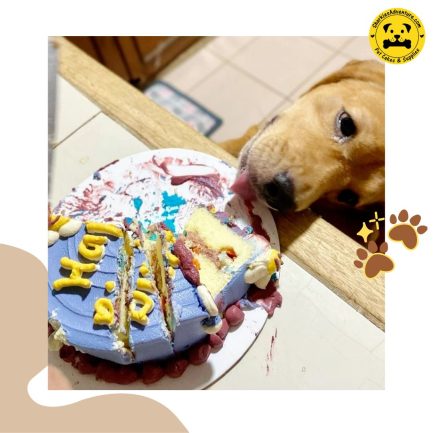 dog eating birthday cake