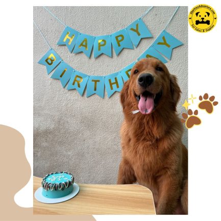 dog eating tofu noodles pet birthday cake