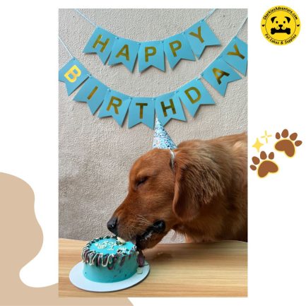 dog eating tofu noodles pet birthday cake