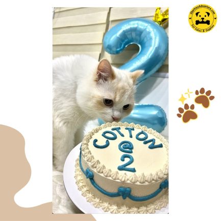 cat eating white cotton and heart ruffles pet birthday cake