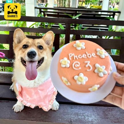 corgi pet dog pet birthday cake