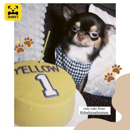 small dog with pet birthday cake, lakers jersey design