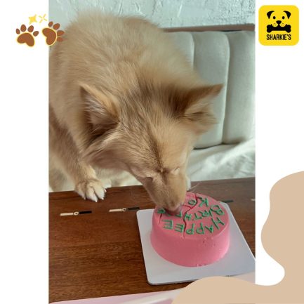 harry potter pet birthday cake