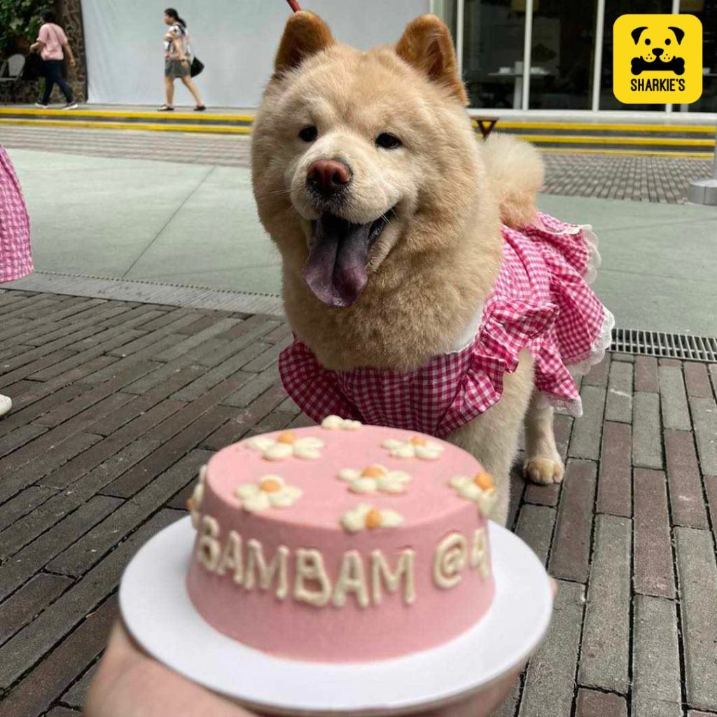 pet dog friendly cake pink