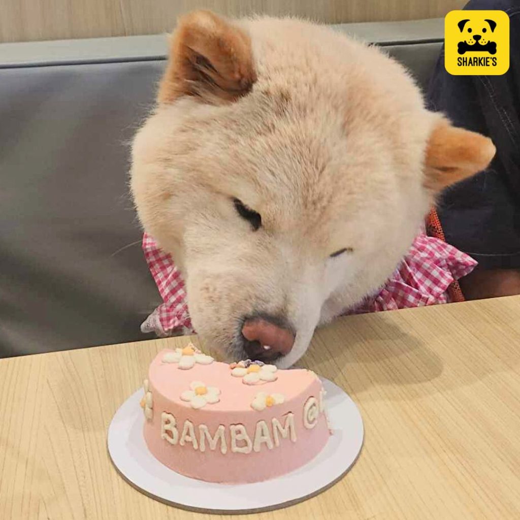 pet dog eating pet friendly cake 