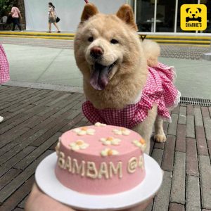 Read more about the article Can Dogs Eat Cake?